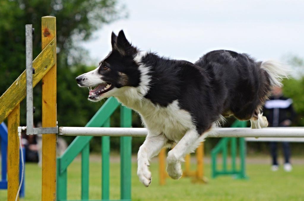 Border collie Laika - "Hvor er du mor?" ;-) billede 24