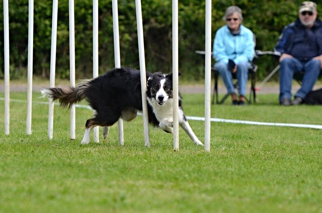 Border collie Laika - Slalom! :-D billede 23