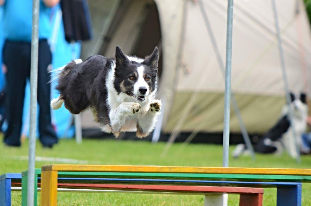 Border collie Laika - Flyv! :) billede 25