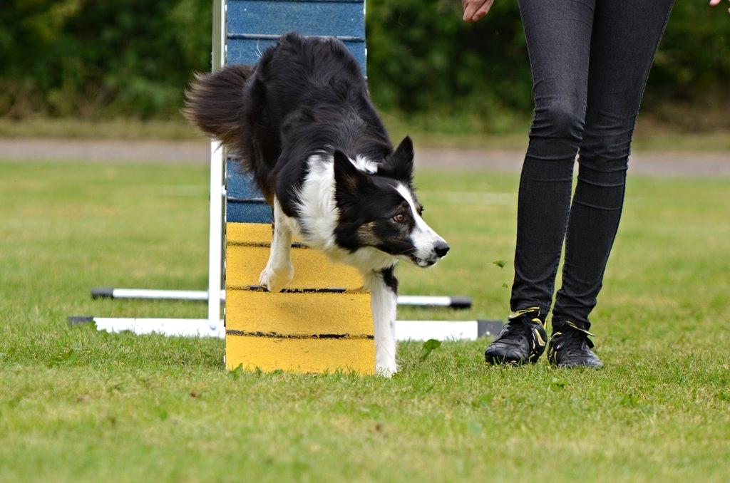 Border collie Laika - Stå! :) billede 26