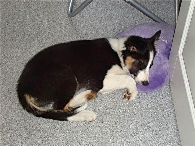 Border collie Laika - My sweet <3 billede 40