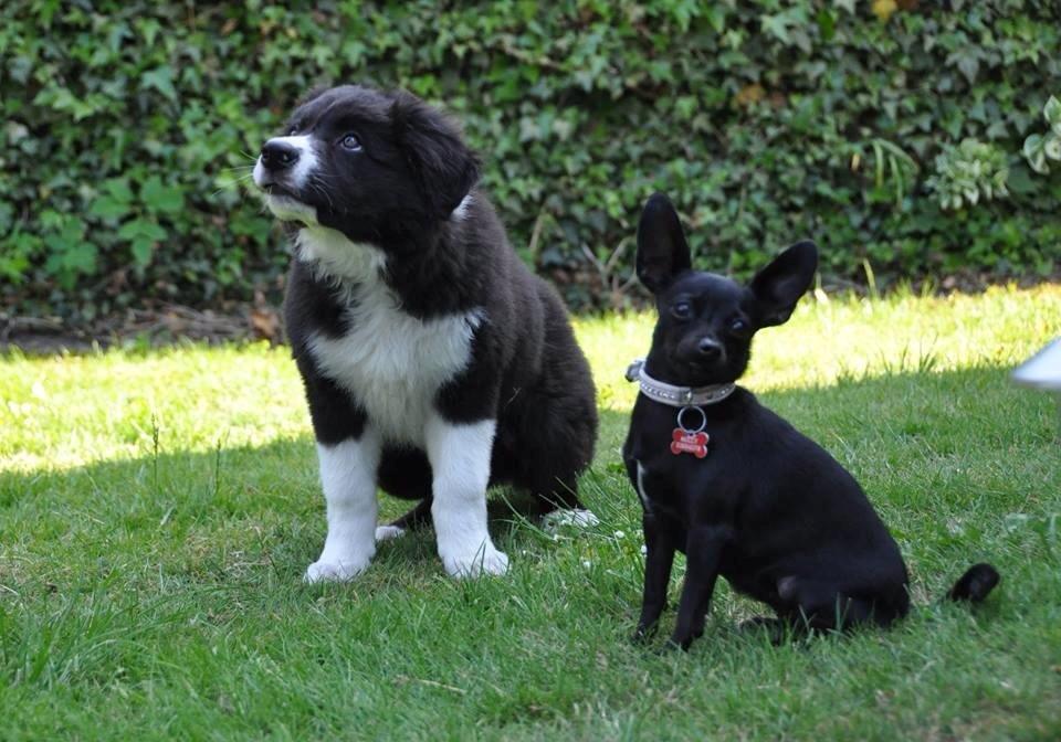 Blanding af racer Molly billede 28