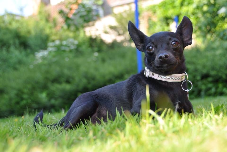 Blanding af racer Molly billede 29