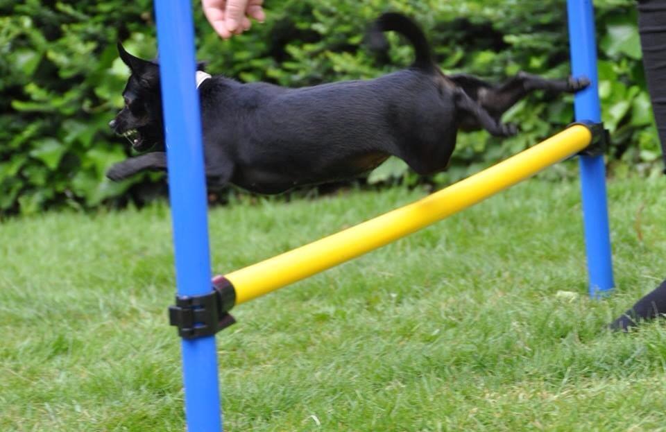 Blanding af racer Molly billede 10