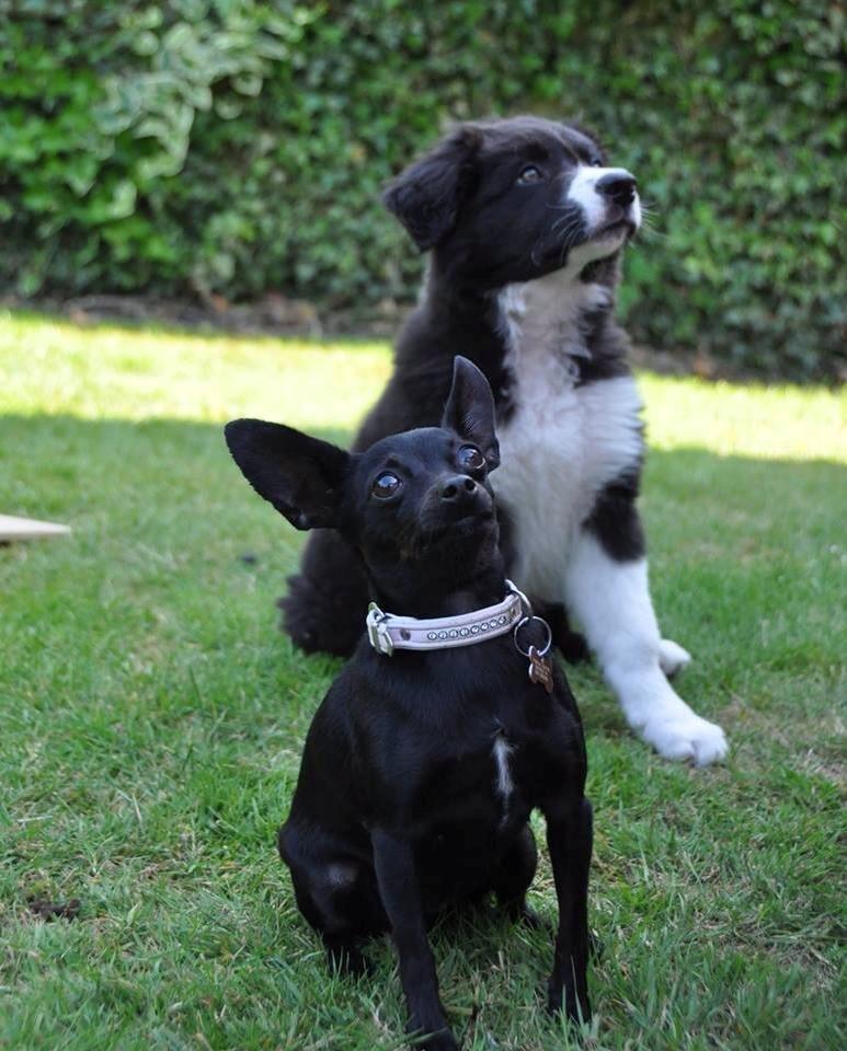 Blanding af racer Molly billede 5