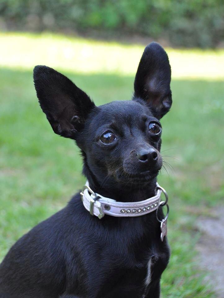 Blanding af racer Molly billede 14