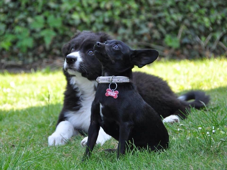 Blanding af racer Molly billede 25