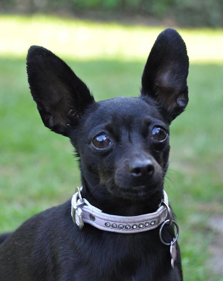 Blanding af racer Molly billede 1