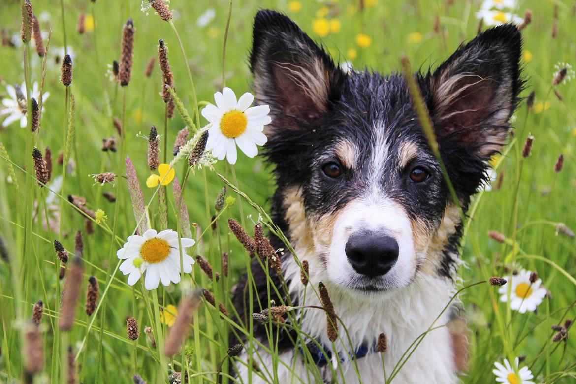 Border collie Skjernå Bordercollie Louis billede 11