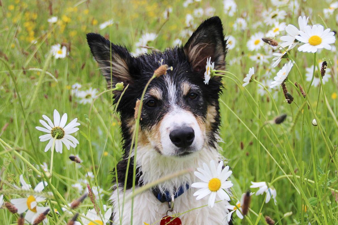 Border collie Skjernå Bordercollie Louis - 20 uger billede 2