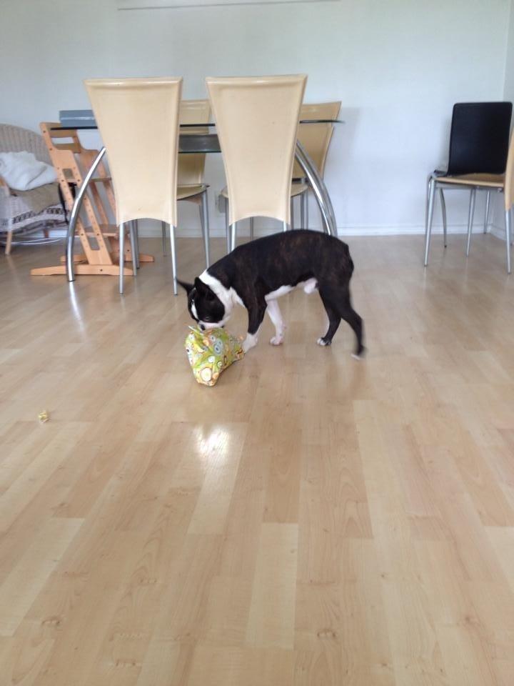 Boston terrier Multi-CH Westlund As Good As It Gets aka Pepsi - Pepsi 1 år 06/06-2014 billede 46