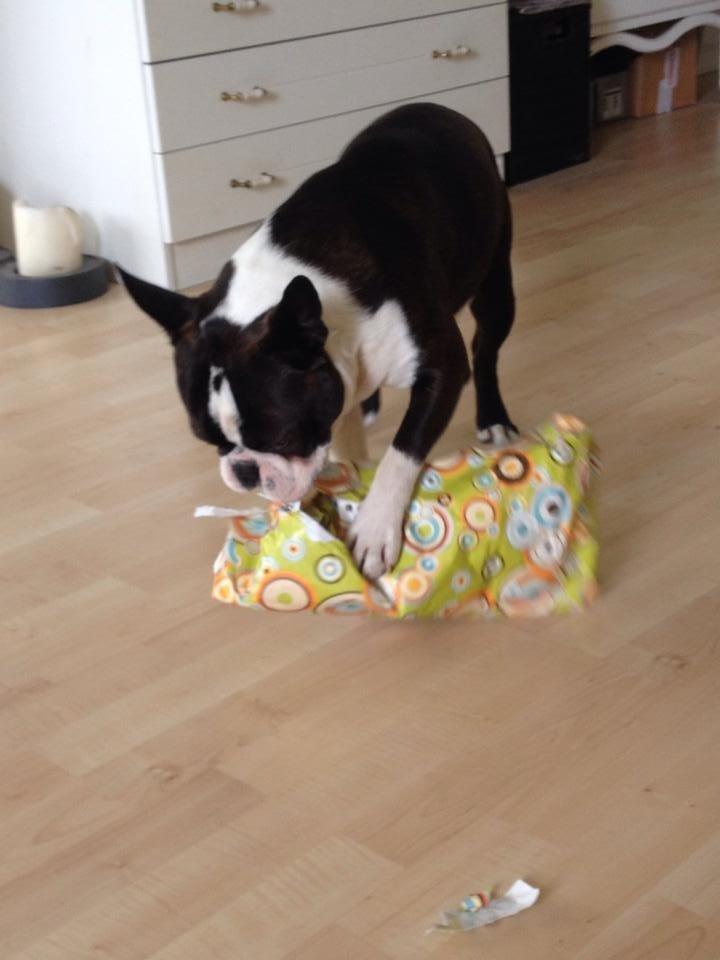 Boston terrier Multi-CH Westlund As Good As It Gets aka Pepsi - Pepsi 1 år 06/06-2014 billede 45