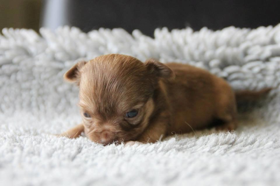 Chihuahua Kennel Little Joy Sif Nelley billede 1