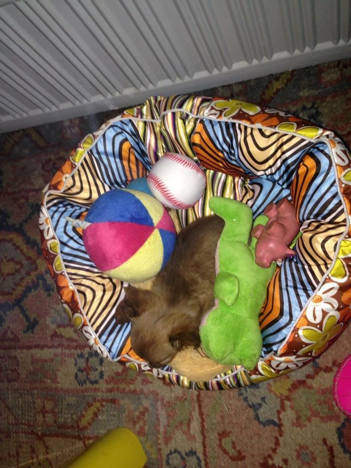 Chihuahua Kennel Little Joy Sif Nelley billede 9