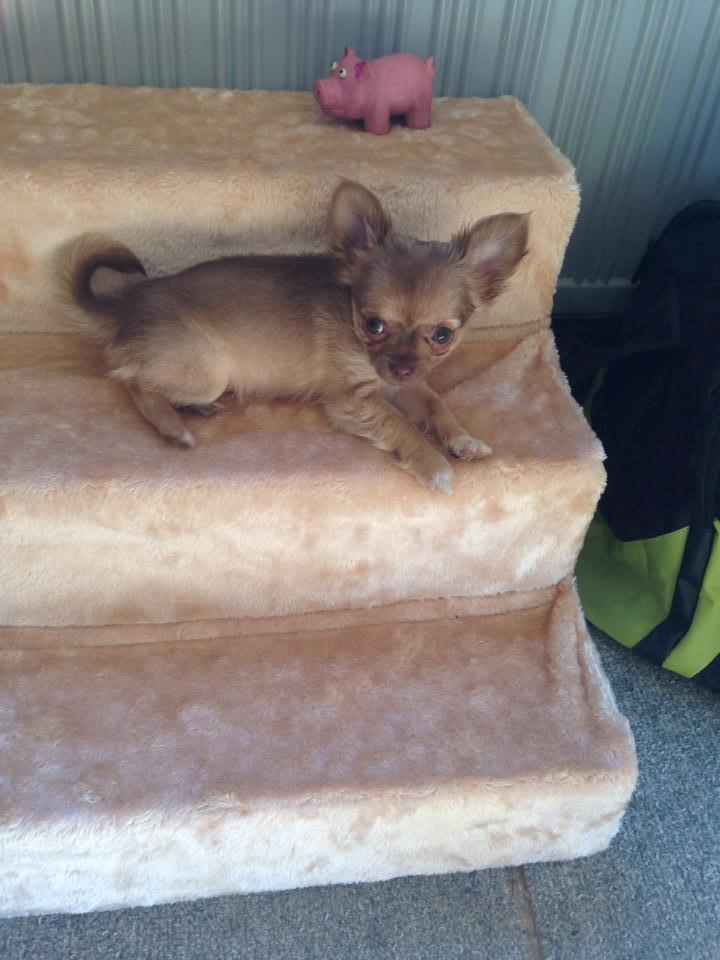 Chihuahua Kennel Little Joy Sif Nelley billede 11