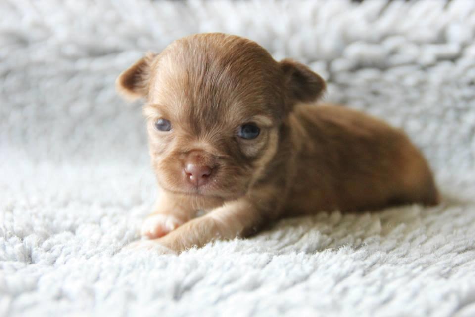 Chihuahua Kennel Little Joy Sif Nelley billede 3