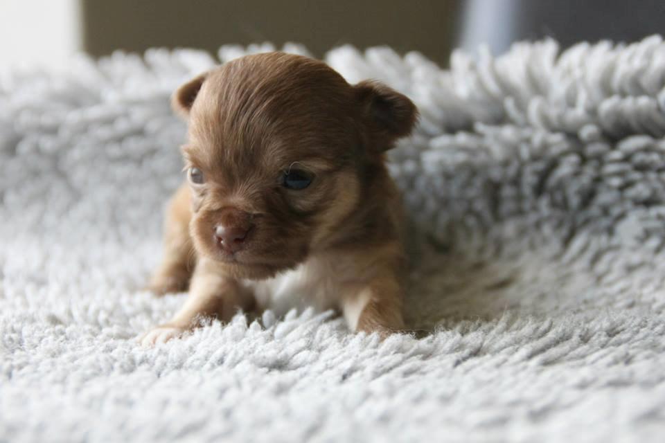 Chihuahua Kennel Little Joy Sif Nelley billede 4