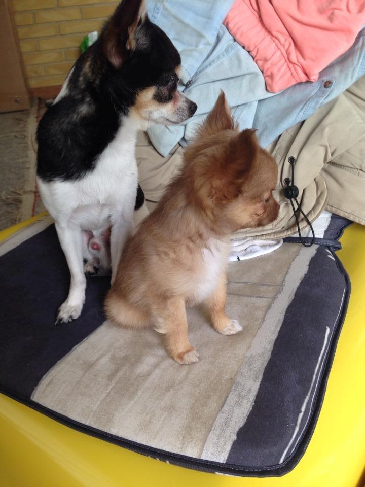 Chihuahua Kennel Little Joy Sif Nelley billede 12