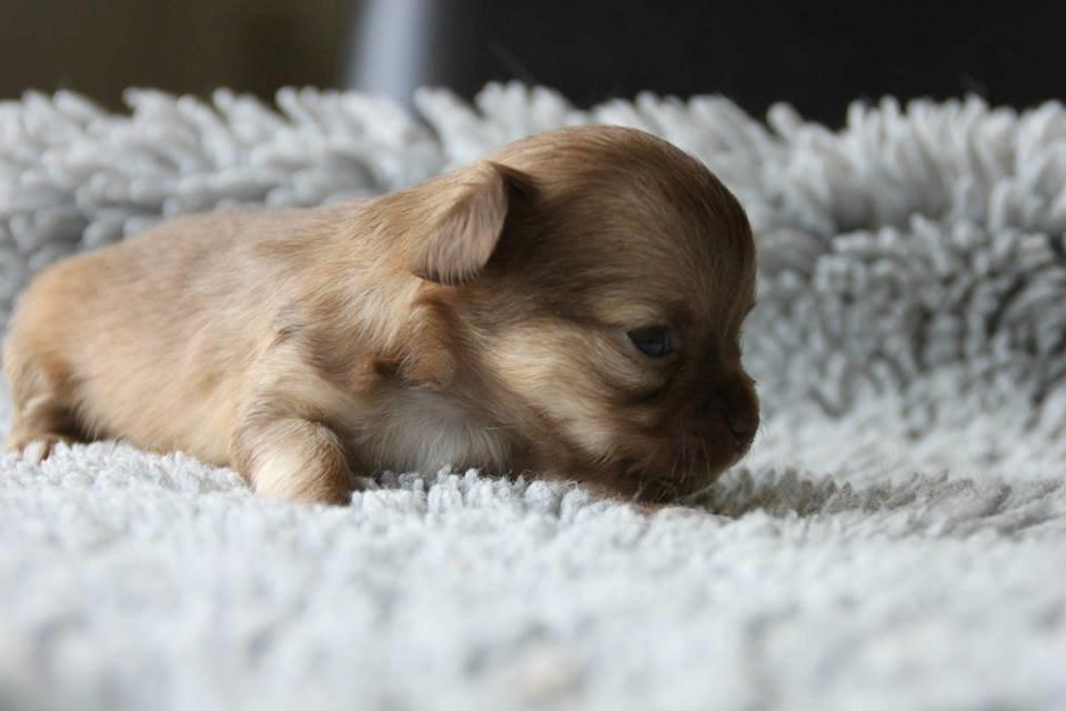 Chihuahua Kennel Little Joy Sif Nelley billede 5