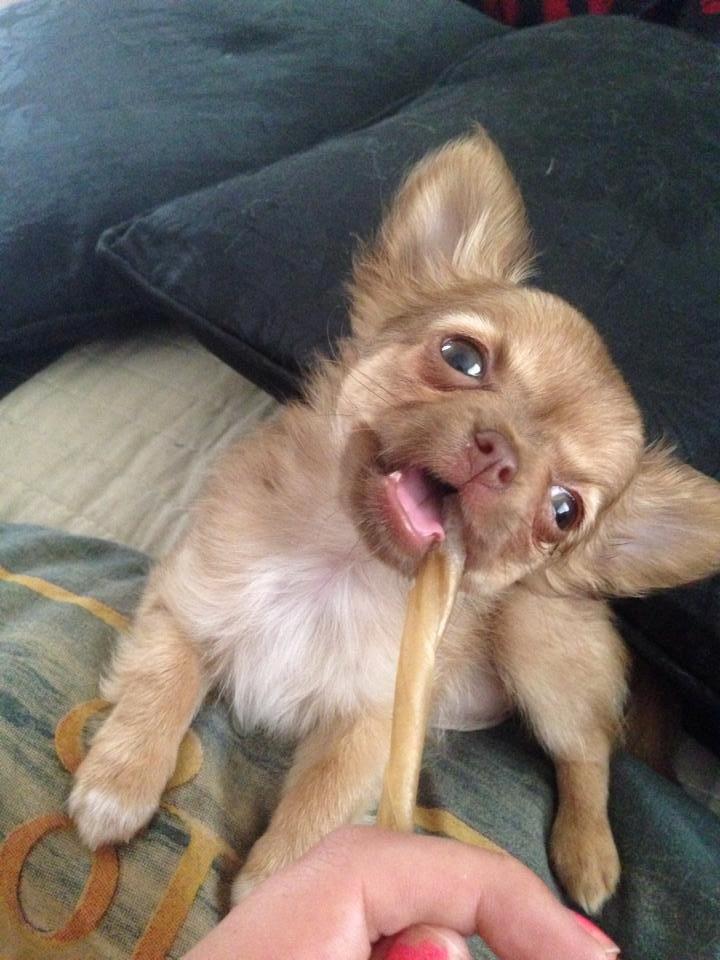 Chihuahua Kennel Little Joy Sif Nelley billede 15