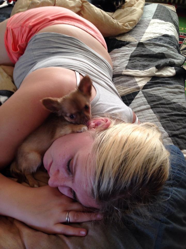 Chihuahua Kennel Little Joy Sif Nelley billede 16