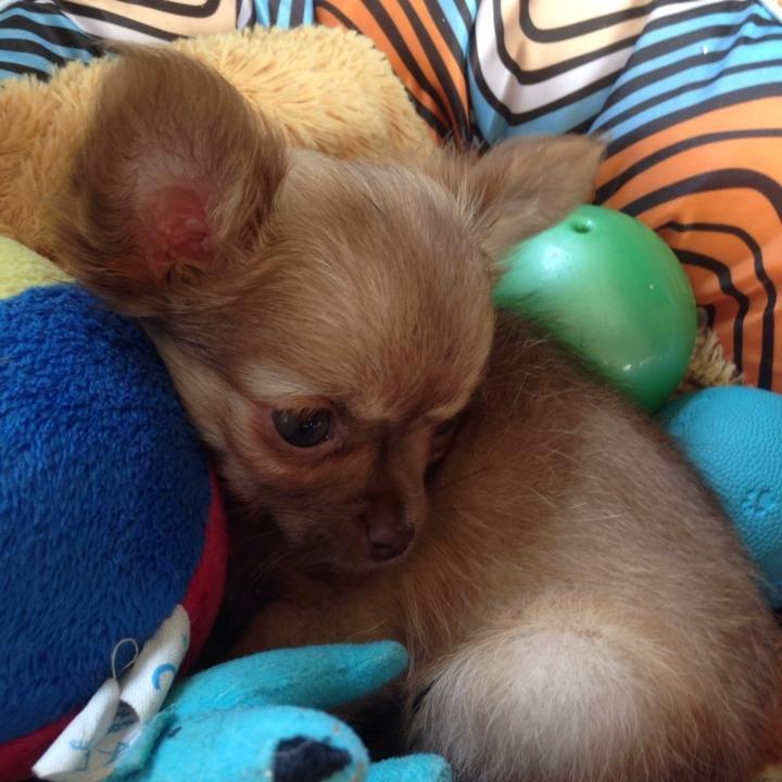 Chihuahua Kennel Little Joy Sif Nelley billede 17