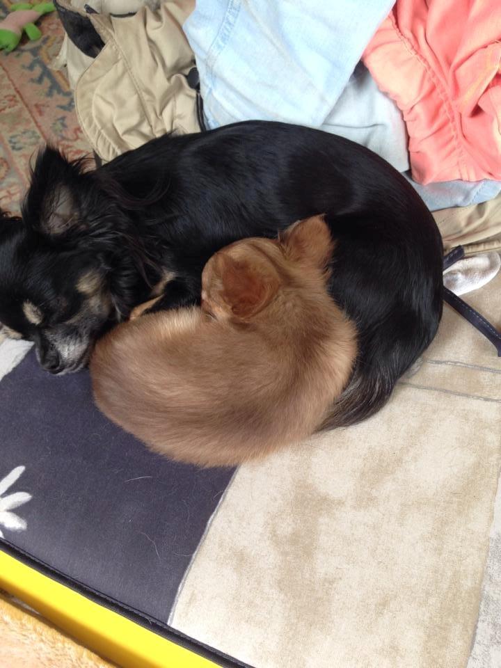 Chihuahua Kennel Little Joy Sif Nelley billede 14