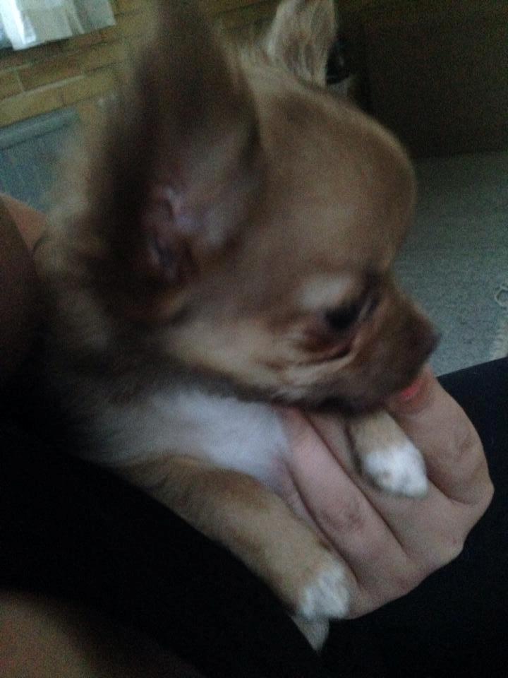 Chihuahua Kennel Little Joy Sif Nelley billede 8