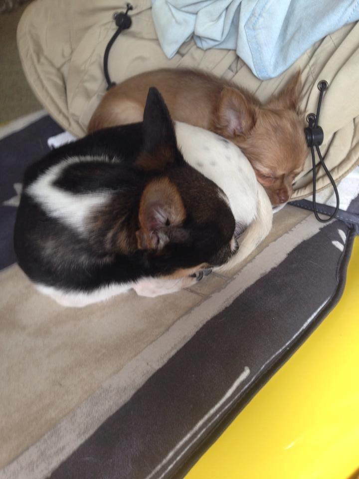 Chihuahua Kennel Little Joy Sif Nelley billede 13