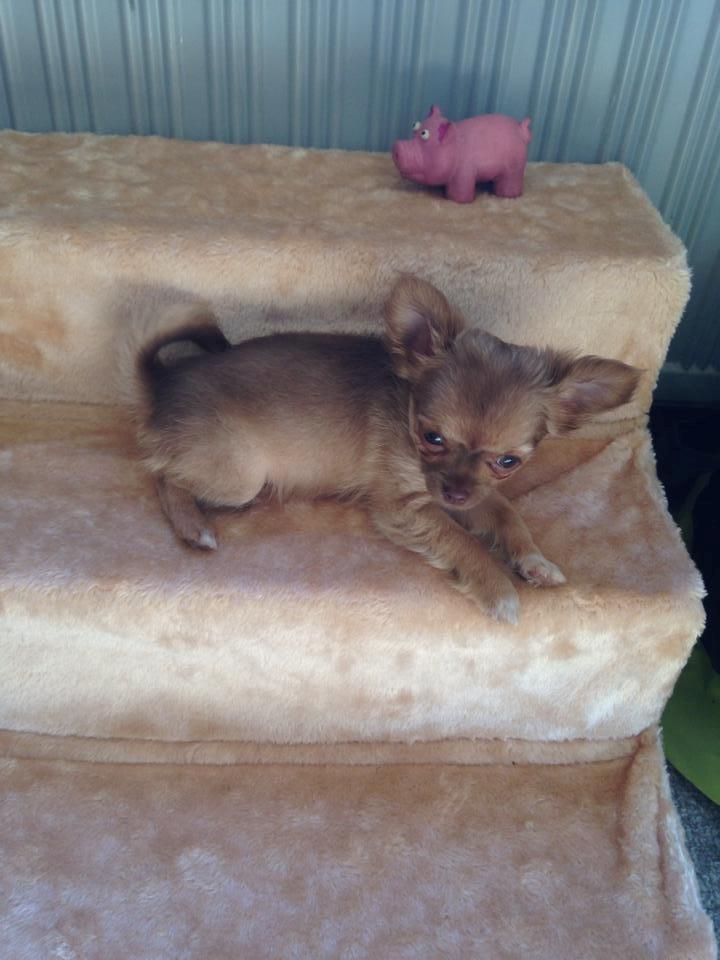 Chihuahua Kennel Little Joy Sif Nelley billede 10