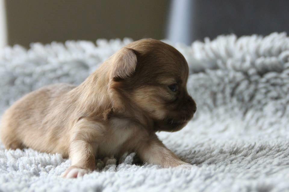 Chihuahua Kennel Little Joy Sif Nelley billede 2