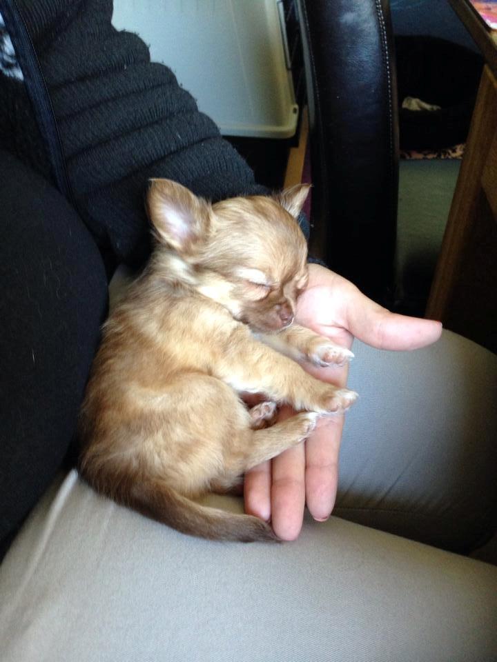 Chihuahua Kennel Little Joy Sif Nelley billede 6