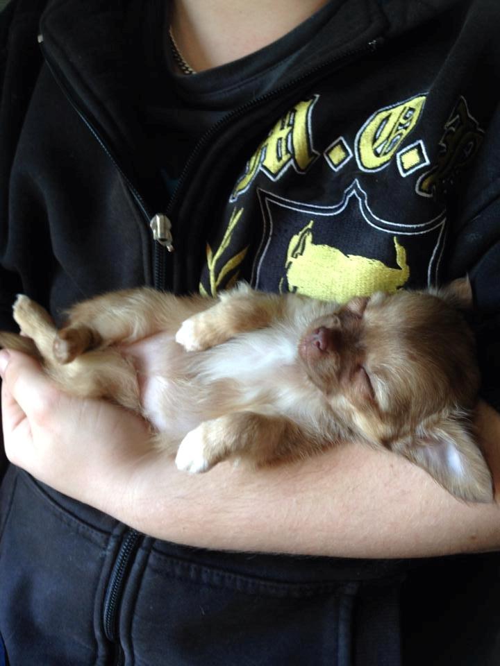 Chihuahua Kennel Little Joy Sif Nelley billede 7