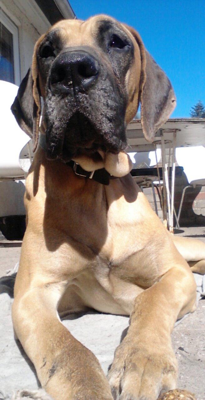 Grand danois Domino - Dejlige savnede skat <3 billede 2