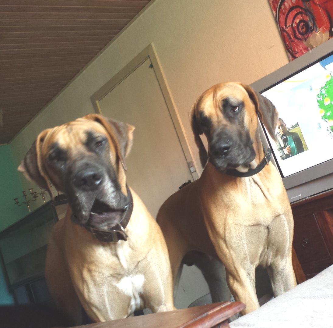 Grand danois Domino - Domino til højre, hans helbror Simba til venstre. billede 5