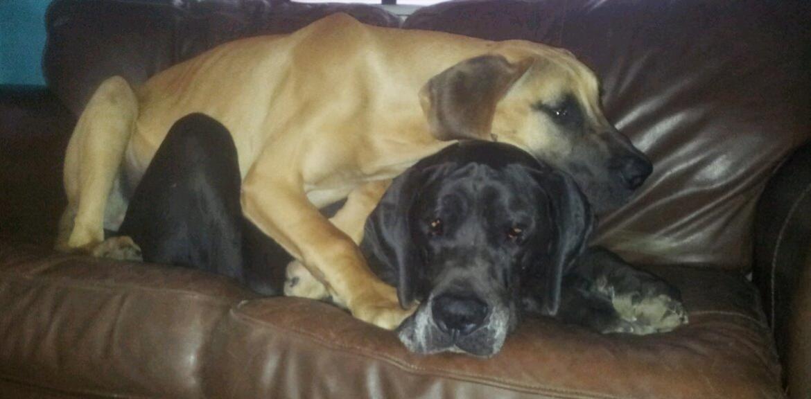 Grand danois Domino - Domino og hans mor Bonnie <3 billede 6