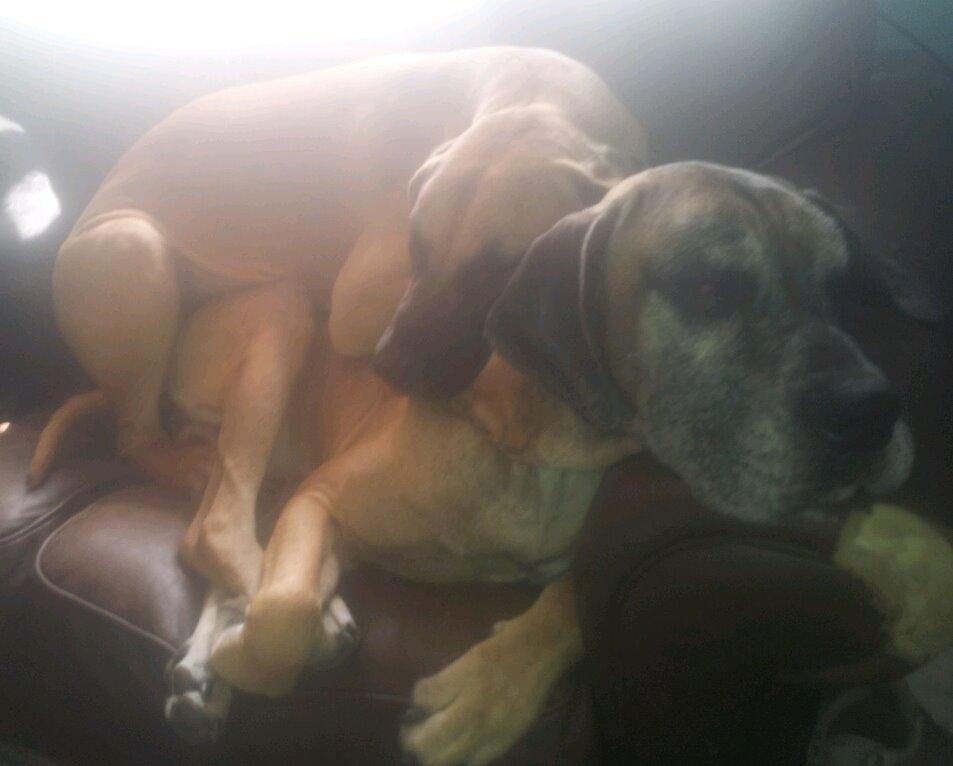 Grand danois Domino - Domino på hans elskede farmand ca 11 mdr <3 billede 7