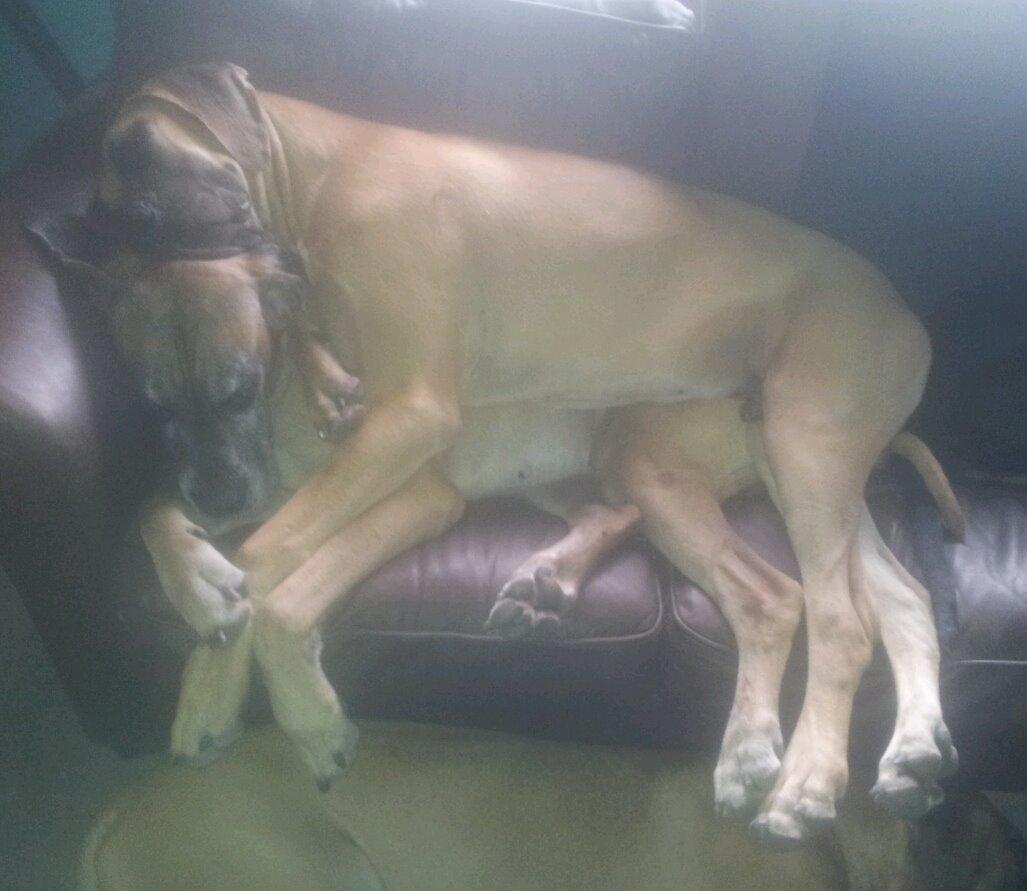 Grand danois Domino - Domino og hans elskede far. Her er han 1 år og vokset en del :-) <3 billede 8