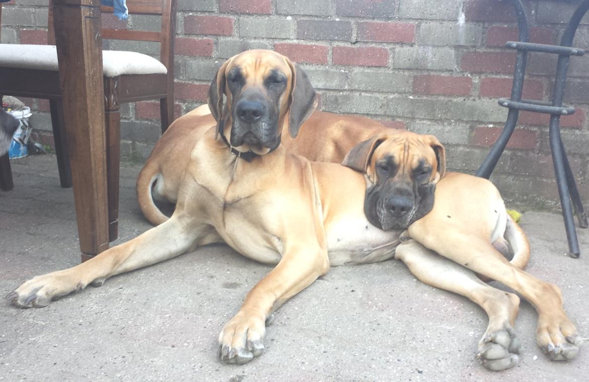 Grand danois Domino - Domino forrest med lillebror Simba fra samme kuld <3 billede 3