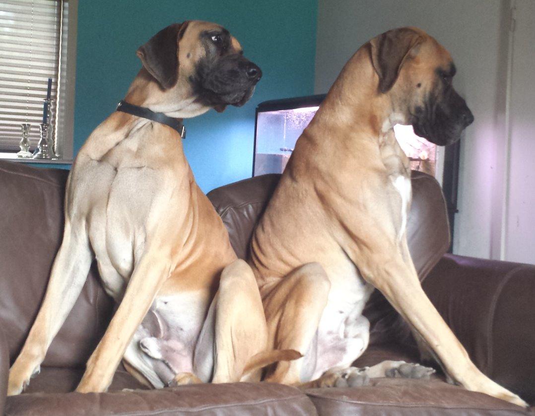 Grand danois Domino - Hey, gå ned af min sofa lillebror <3 billede 4