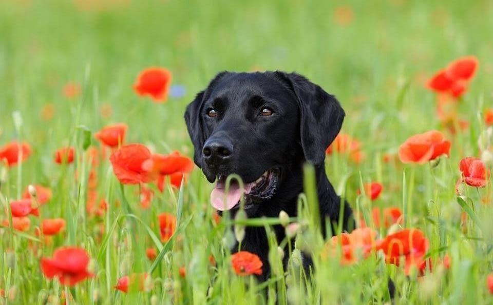 Labrador retriever Junior - Foto taget af René Skafte Jørgensen billede 2