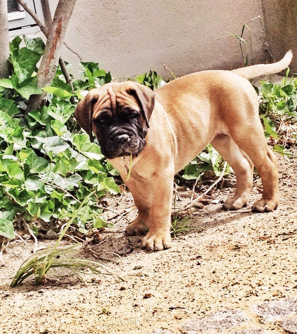 Bullmastiff The artist Bodil Kjær of Showman billede 1