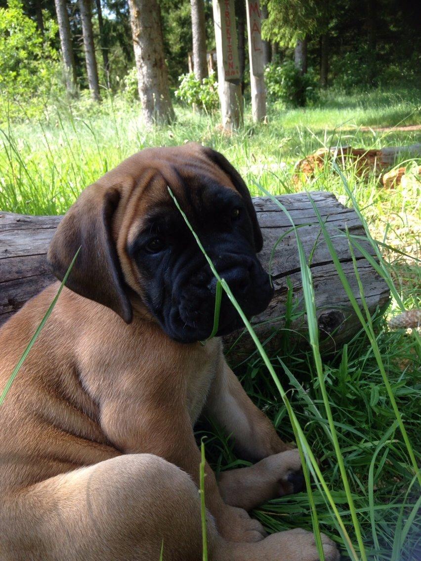 Bullmastiff The artist Bodil Kjær of Showman billede 2