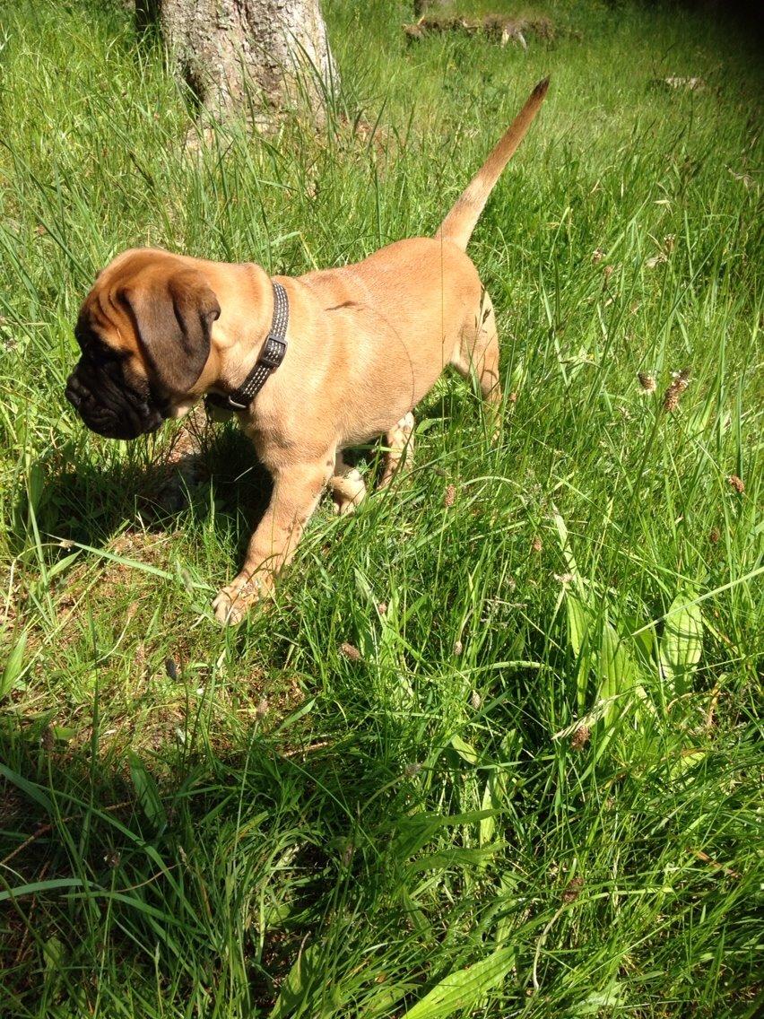 Bullmastiff The artist Bodil Kjær of Showman billede 8