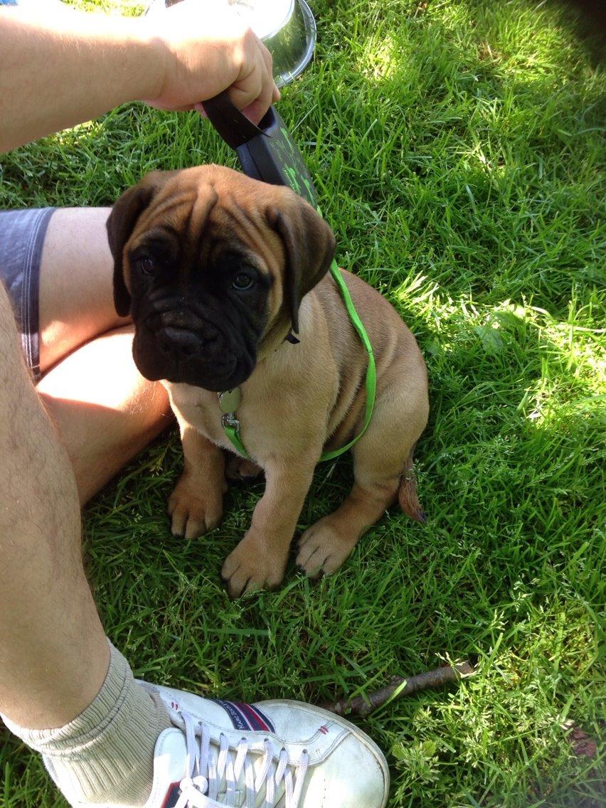 Bullmastiff The artist Bodil Kjær of Showman billede 10