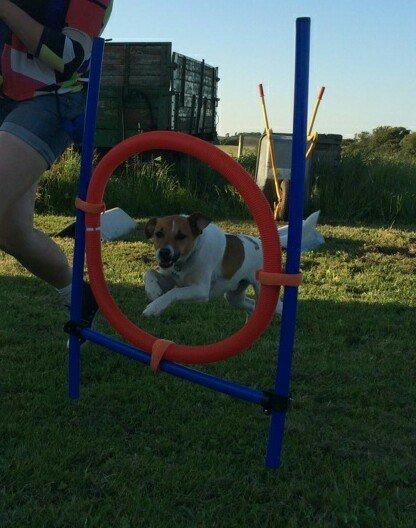 Dansk svensk gaardhund Otto - Så dygtig... 7/6-14 billede 2