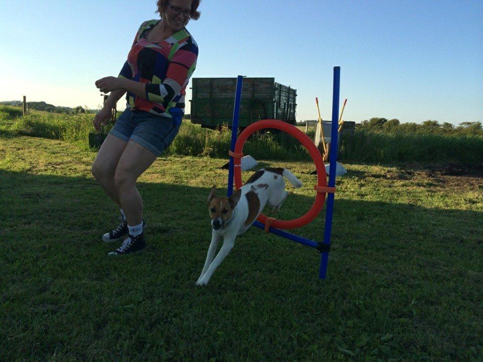 Dansk svensk gaardhund Otto - 7/6-14 billede 26