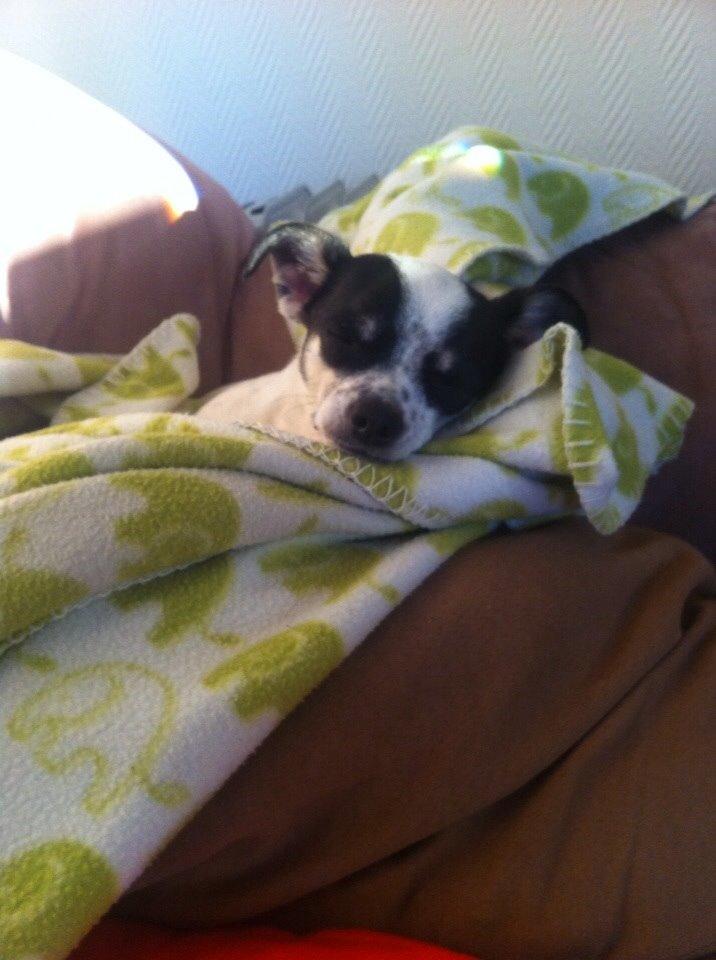 Chihuahua Sputnik billede 7