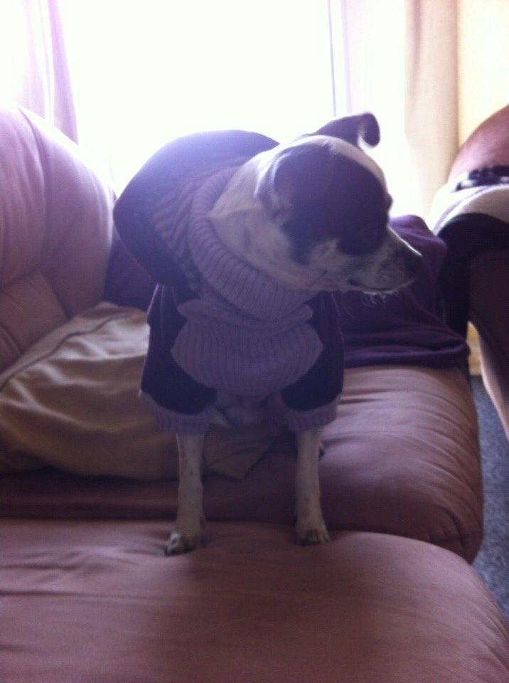 Chihuahua Sputnik billede 8