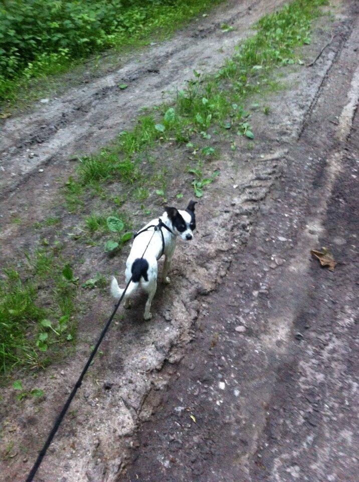 Chihuahua Sputnik billede 10